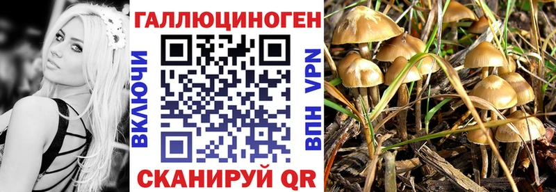 Галлюциногенные грибы Psilocybine cubensis  Чегем 